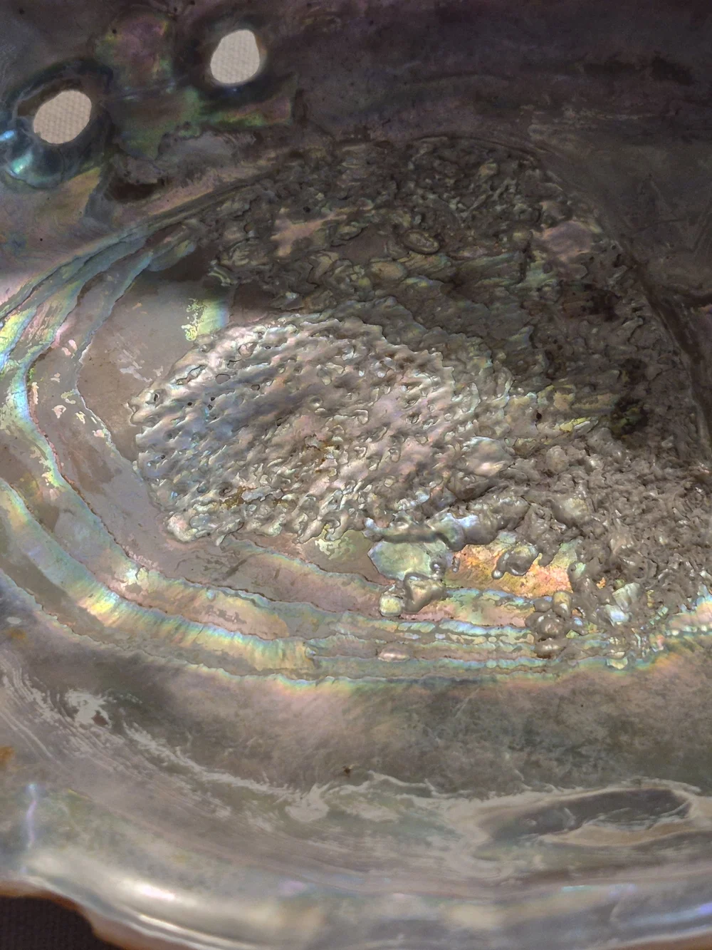 Large 8-Inch Natural Abalone Shell Iridescent Display Piece